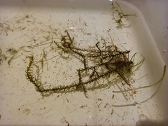 Sarmentypnum exannulatum