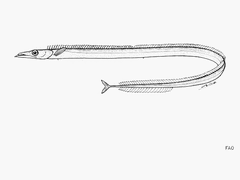 Frostfish photo 2