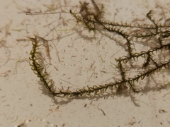 Sarmentypnum exannulatum