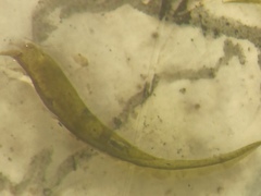 Sarmentypnum exannulatum