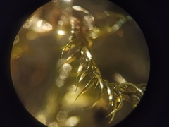 Sarmentypnum exannulatum