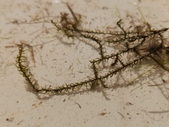 Sarmentypnum exannulatum