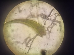 Sarmentypnum exannulatum