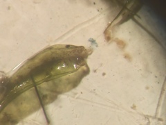 Sarmentypnum exannulatum