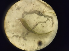 Sarmentypnum exannulatum