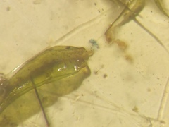 Sarmentypnum exannulatum