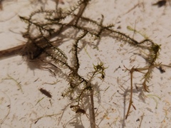 Sarmentypnum exannulatum