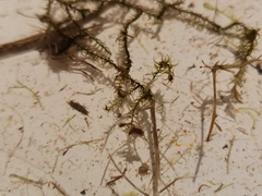 Sarmentypnum exannulatum