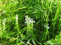 Veronica serpyllifolia