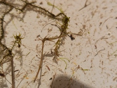 Sarmentypnum exannulatum