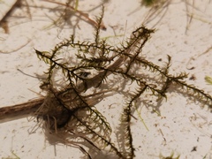 Sarmentypnum exannulatum