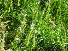 Veronica serpyllifolia