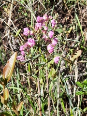Andromeda polifolia glaucophylla