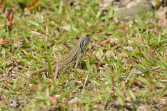 Leiolepis belliana