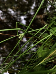 Juncus pylaei