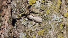 Semioscopis packardella