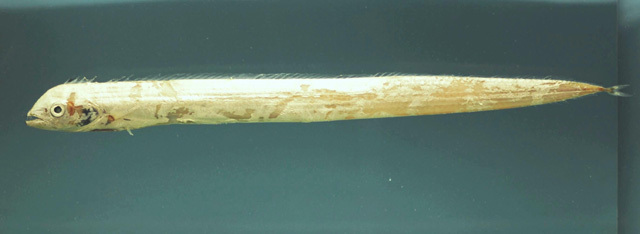 Channel Scabbardfish