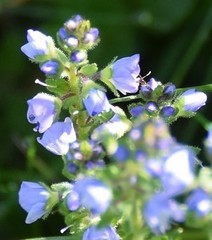 Veronica serpyllifolia