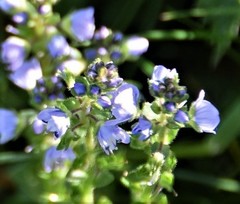 Veronica serpyllifolia