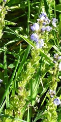 Veronica serpyllifolia