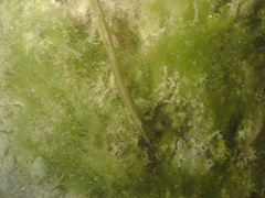 Syngnathus rostellatus