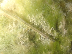 Syngnathus rostellatus