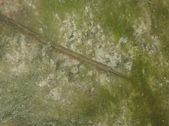 Syngnathus rostellatus