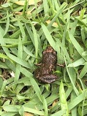 Eleutherodactylus planirostris