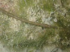 Syngnathus rostellatus