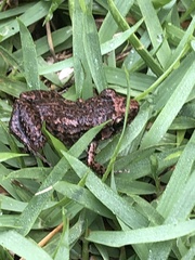 Eleutherodactylus planirostris