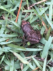 Eleutherodactylus planirostris