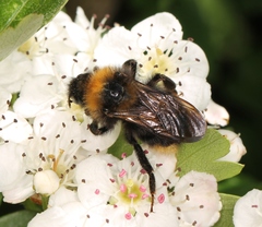 Bombus campestris