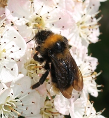 Bombus campestris