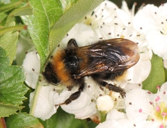 Bombus campestris