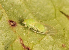Cacopsylla peregrina