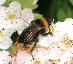 Bombus campestris