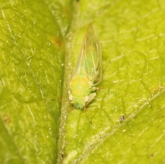 Cacopsylla peregrina