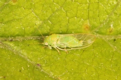 Cacopsylla peregrina