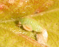 Cacopsylla peregrina