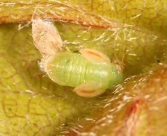 Cacopsylla peregrina