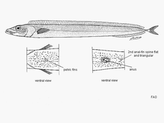 Pacific Scabbardfish photo 2