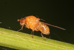 Sapromyza halidayi