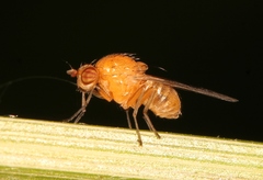 Sapromyza halidayi