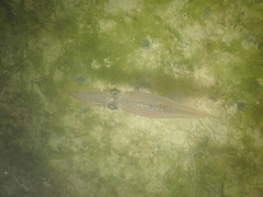 Alloteuthis subulata