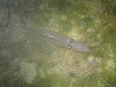 Alloteuthis subulata