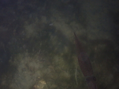 Alloteuthis subulata