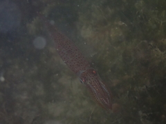 Alloteuthis subulata