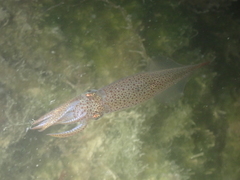 Alloteuthis subulata