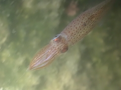 Alloteuthis subulata