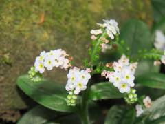 Trigonotis formosana